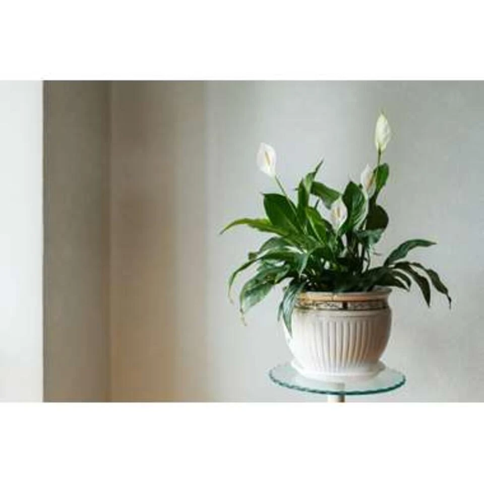 5x Luchtzuiverende Mix β β12 Cm - β20-45 Cm - Afbeelding 4