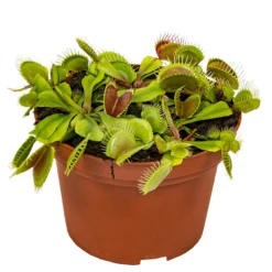 Dionaea Muscipula – Venusvliegenvanger – ⌀12 Cm – ↕10-15 Cm