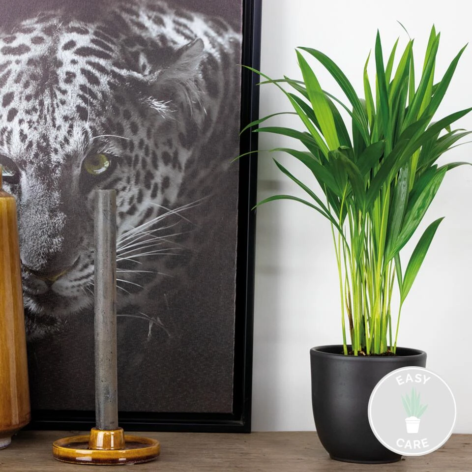 Dypsis Lutescens - Goudpalm - β12 Cm - β30-35 Cm - Afbeelding 2