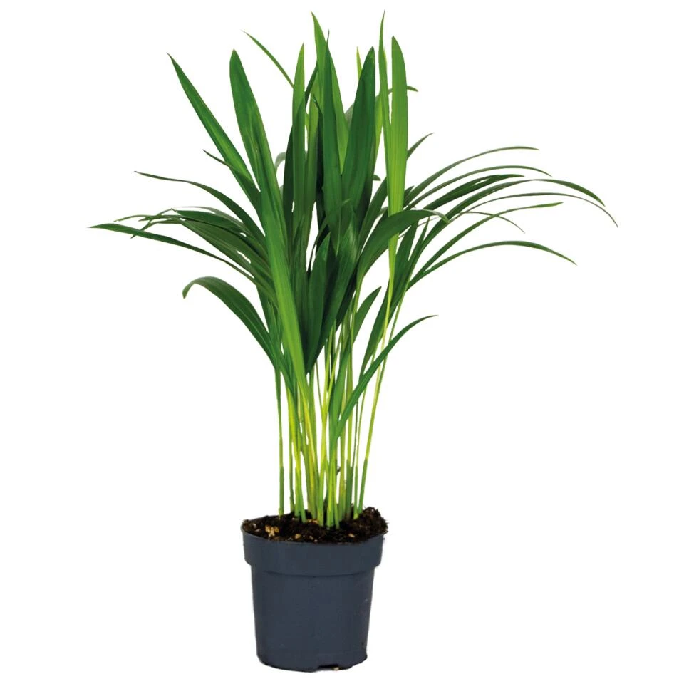 Dypsis Lutescens - Goudpalm - β12 Cm - β30-35 Cm