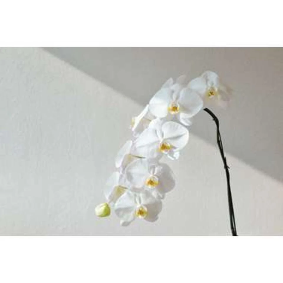 Orchidee - Phalaenopsis Wit 2x - Pot 9 Cm - ↕40 Cm - Afbeelding 2