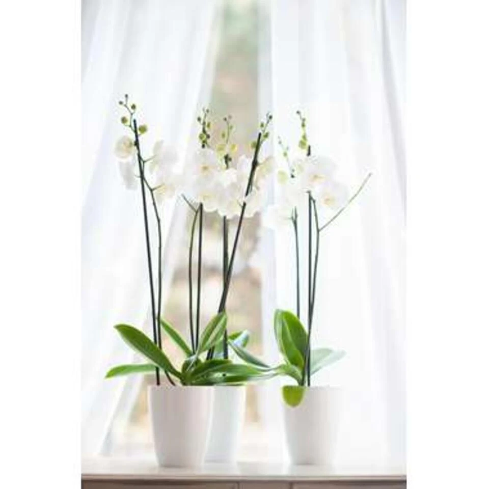 Orchidee - Phalaenopsis Wit 2x - Pot 9 Cm - ↕40 Cm - Afbeelding 3