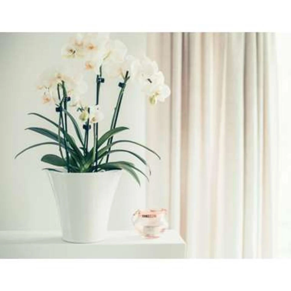 Orchidee - Phalaenopsis Wit 2x - Pot 9 Cm - ↕40 Cm - Afbeelding 4