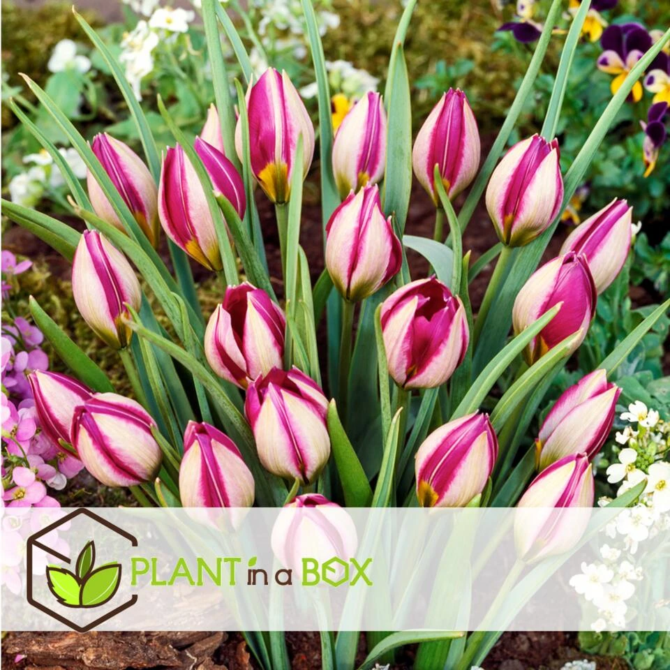 Tulipa Pulchella Persian Pearl - Bloembollen X20 - Tulp - Paars - Afbeelding 2