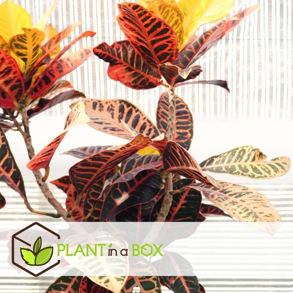 Codiaeum Variegatum 'Mrs. Iceton' - Uniek - Pot 19cm - Hoogte 60-70cm - Afbeelding 2