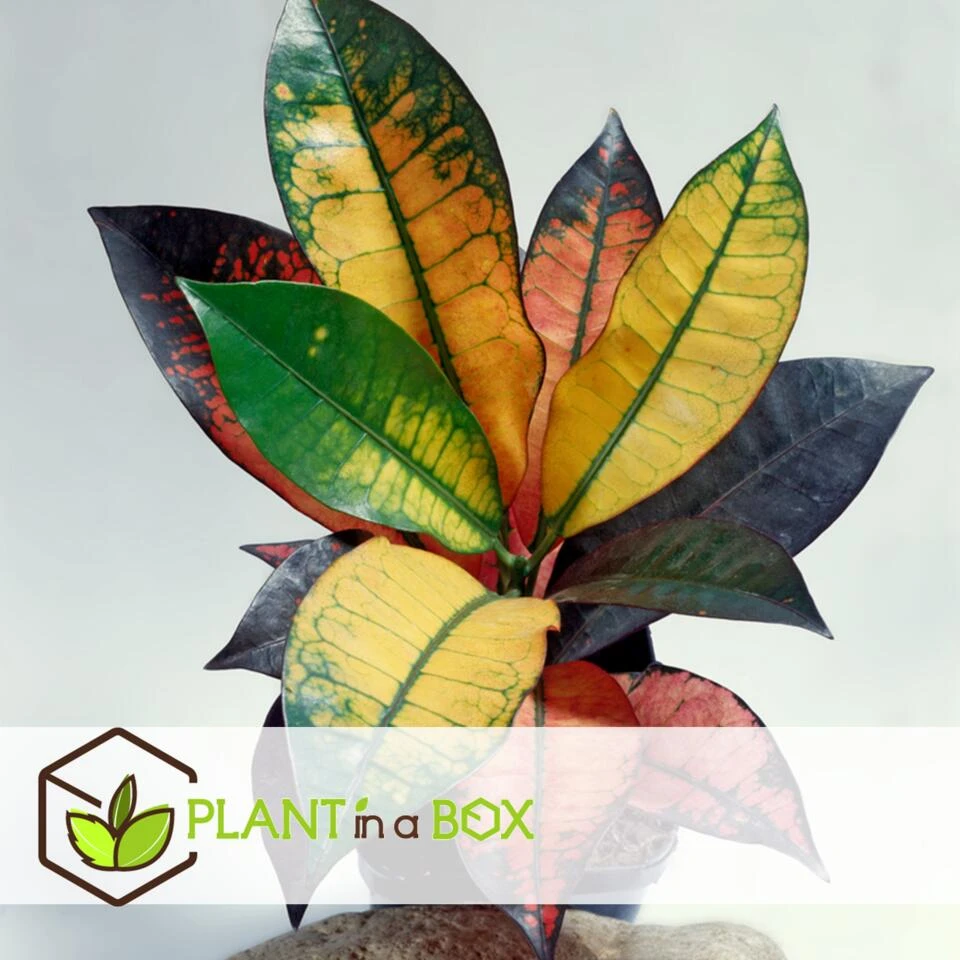 Codiaeum Variegatum 'Mrs. Iceton' - Uniek - Pot 19cm - Hoogte 60-70cm - Afbeelding 3