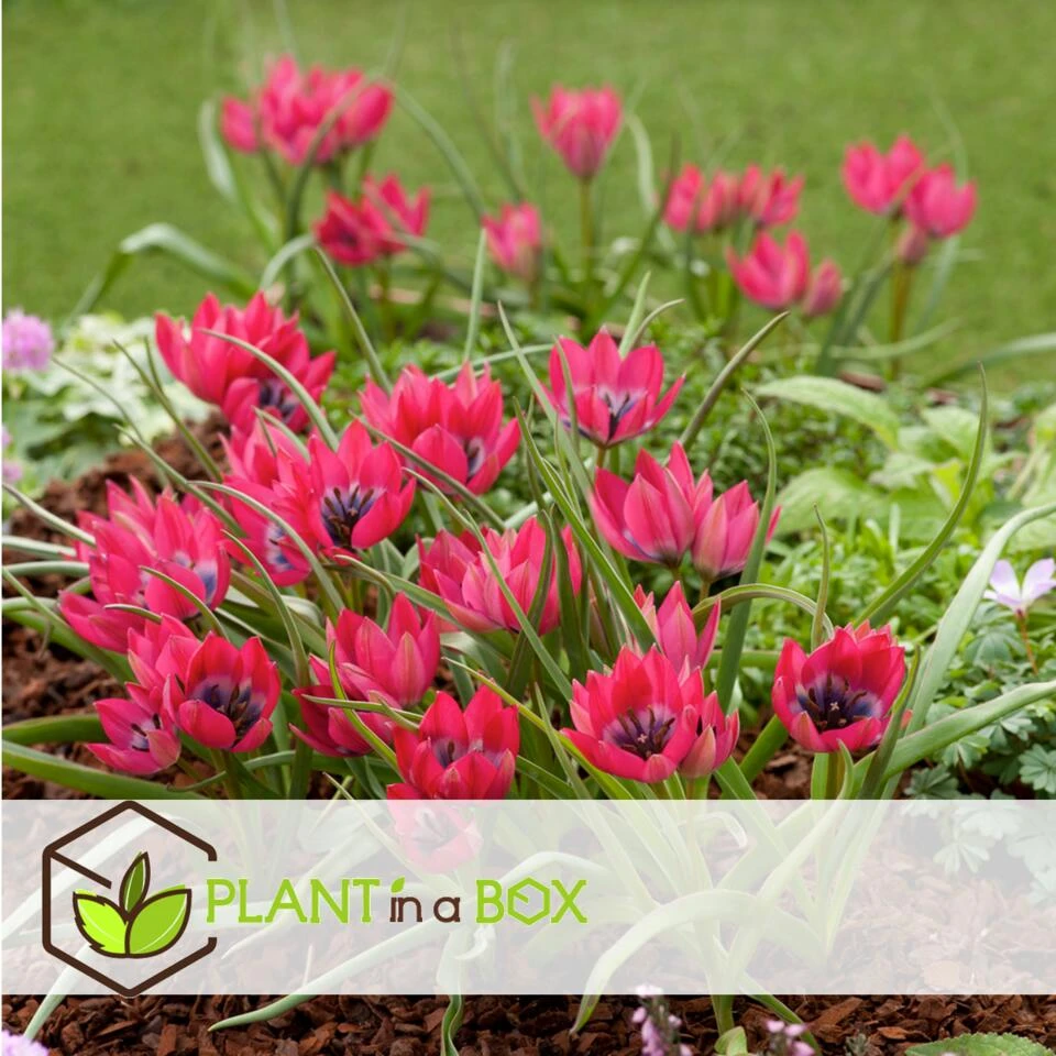 Tulipa Little Beauty - Bloembollen X40 - Rode Tulpen Meerjarig - Afbeelding 3