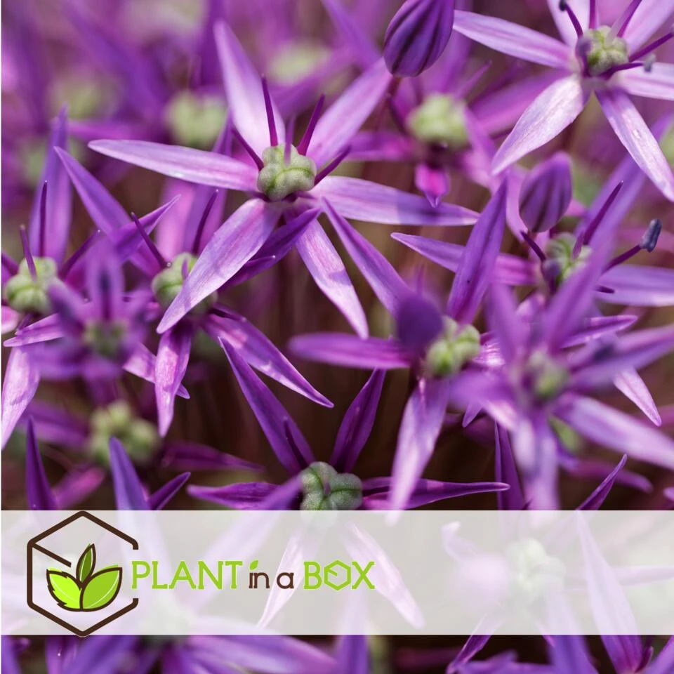 Allium Christophii X30 - Bloembollen - Sierui Paars - Afbeelding 2