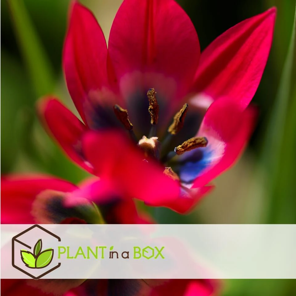 Tulipa Little Beauty - Bloembollen X40 - Rode Tulpen Meerjarig - Afbeelding 2