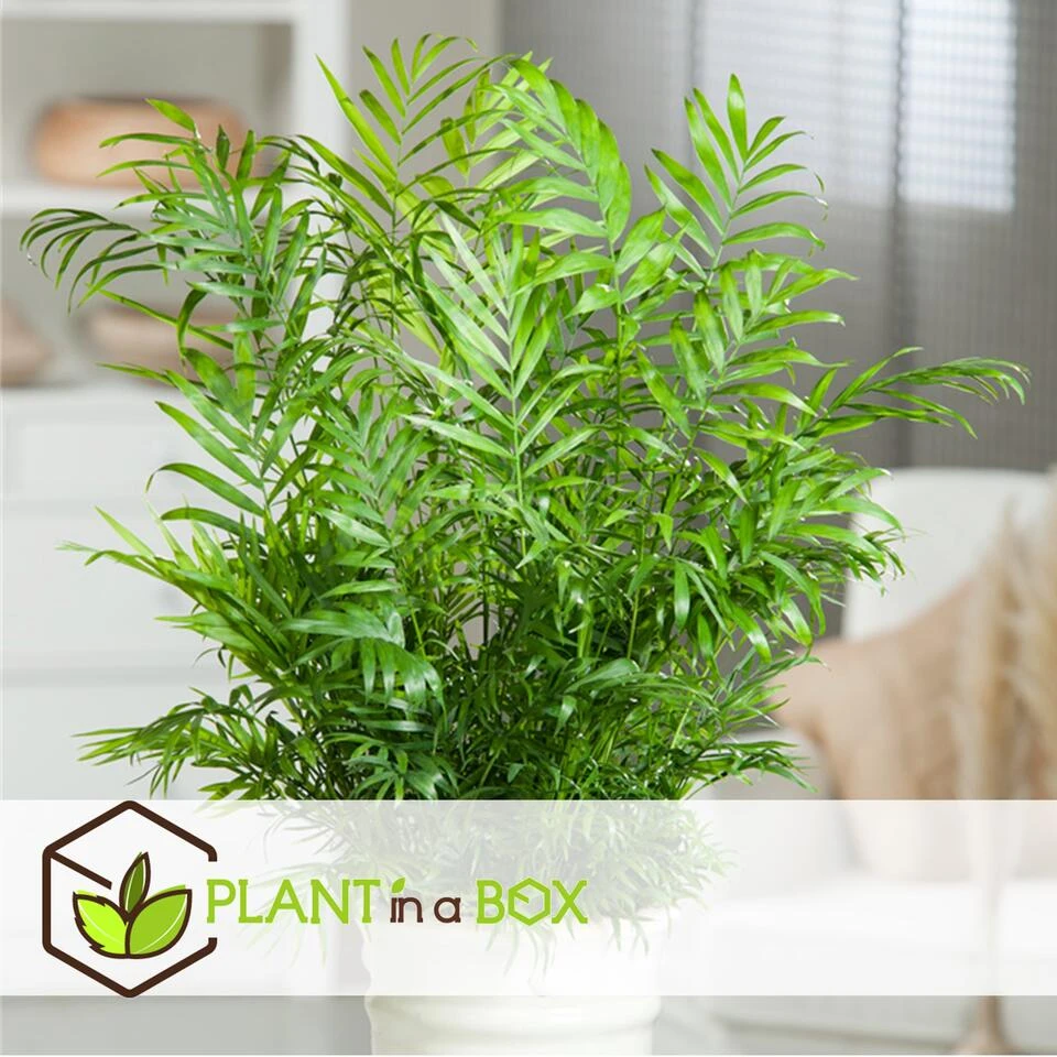 Chamaedorea Elegans - Set Van 2 - Mexicaanse Palmen - Pot 20cm - Hoogte 80-90cm - Afbeelding 4