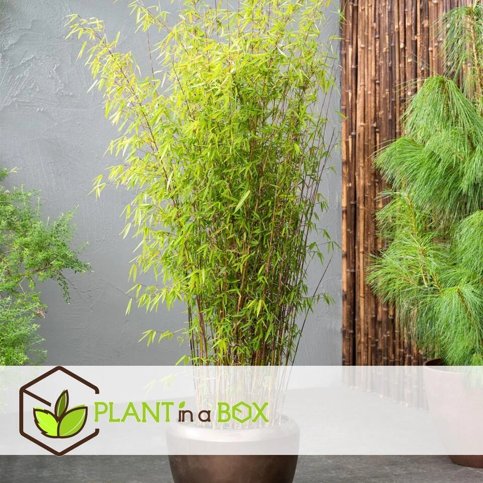 4 Fargesia Red Dragon - Niet Woekerende Rode Bamboe - Pot 17cm - Hoogte 60-80cm - Afbeelding 4