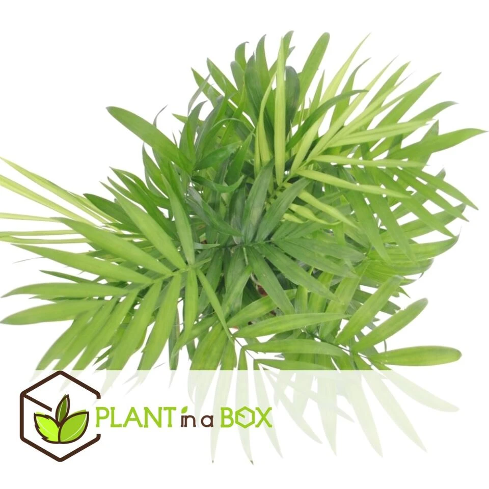 Chamaedorea Elegans - Set Van 2 - Mexicaanse Palmen - Pot 20cm - Hoogte 80-90cm - Afbeelding 3