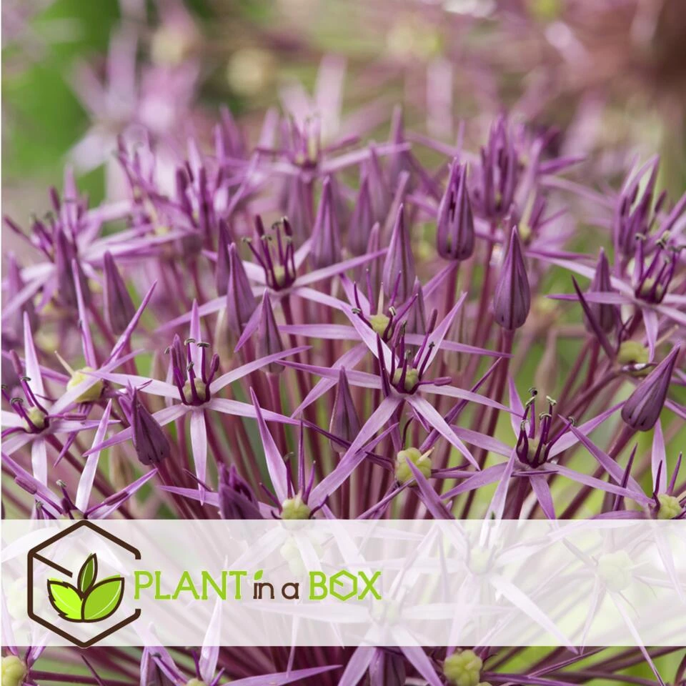 Allium Christophii X30 - Bloembollen - Sierui Paars - Afbeelding 3