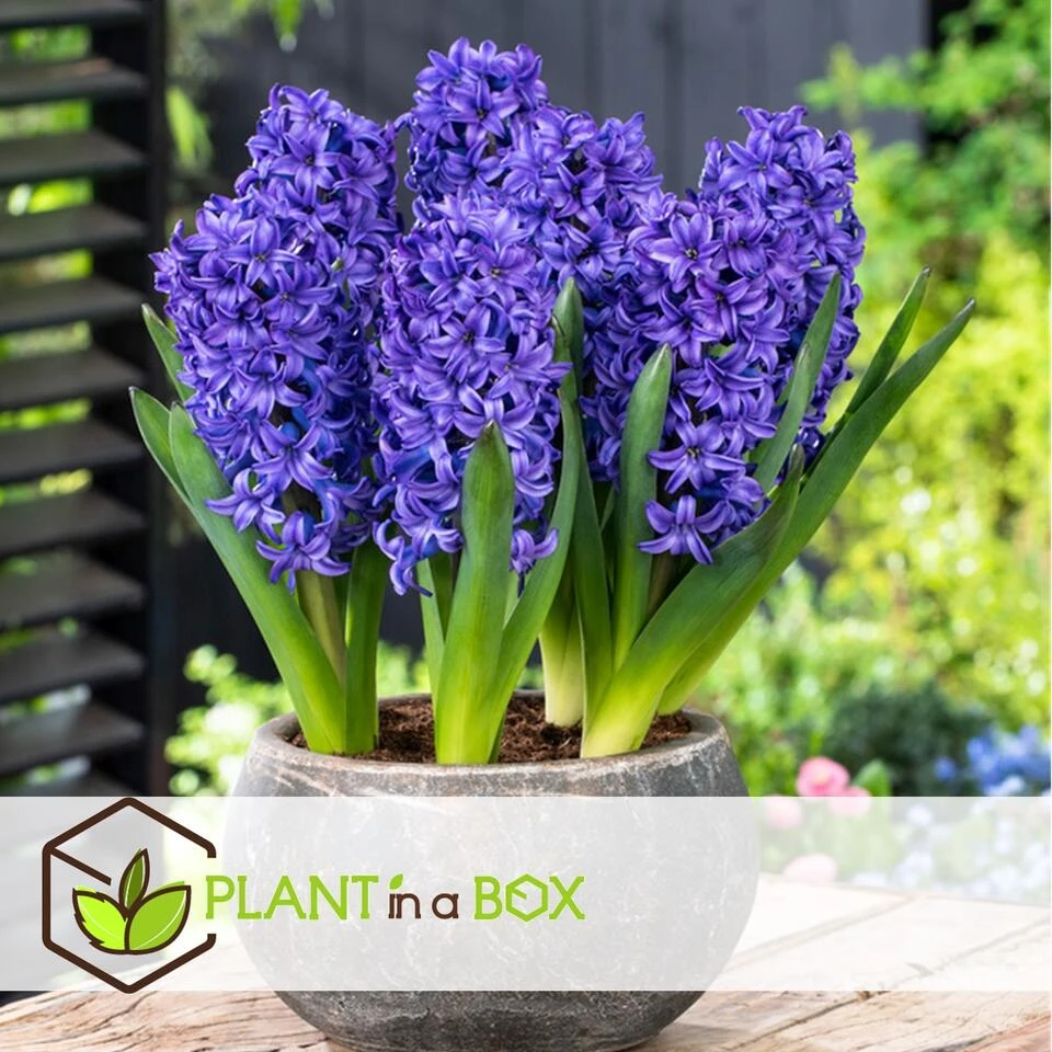 Hyacinthus Blue Trophy - 20x Winterharde Bloembollen Hyacinten - Vroegbloeiend - Afbeelding 3