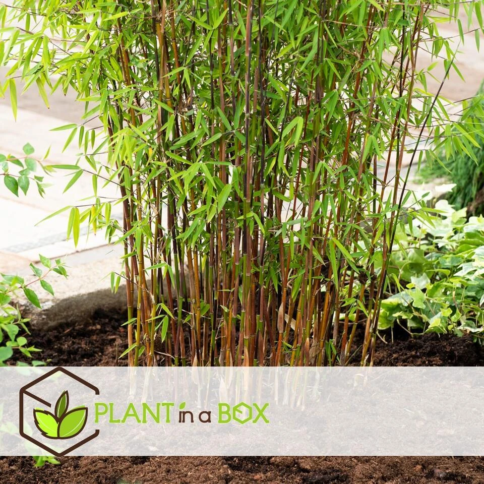 4 Fargesia Red Dragon - Niet Woekerende Rode Bamboe - Pot 17cm - Hoogte 60-80cm - Afbeelding 2