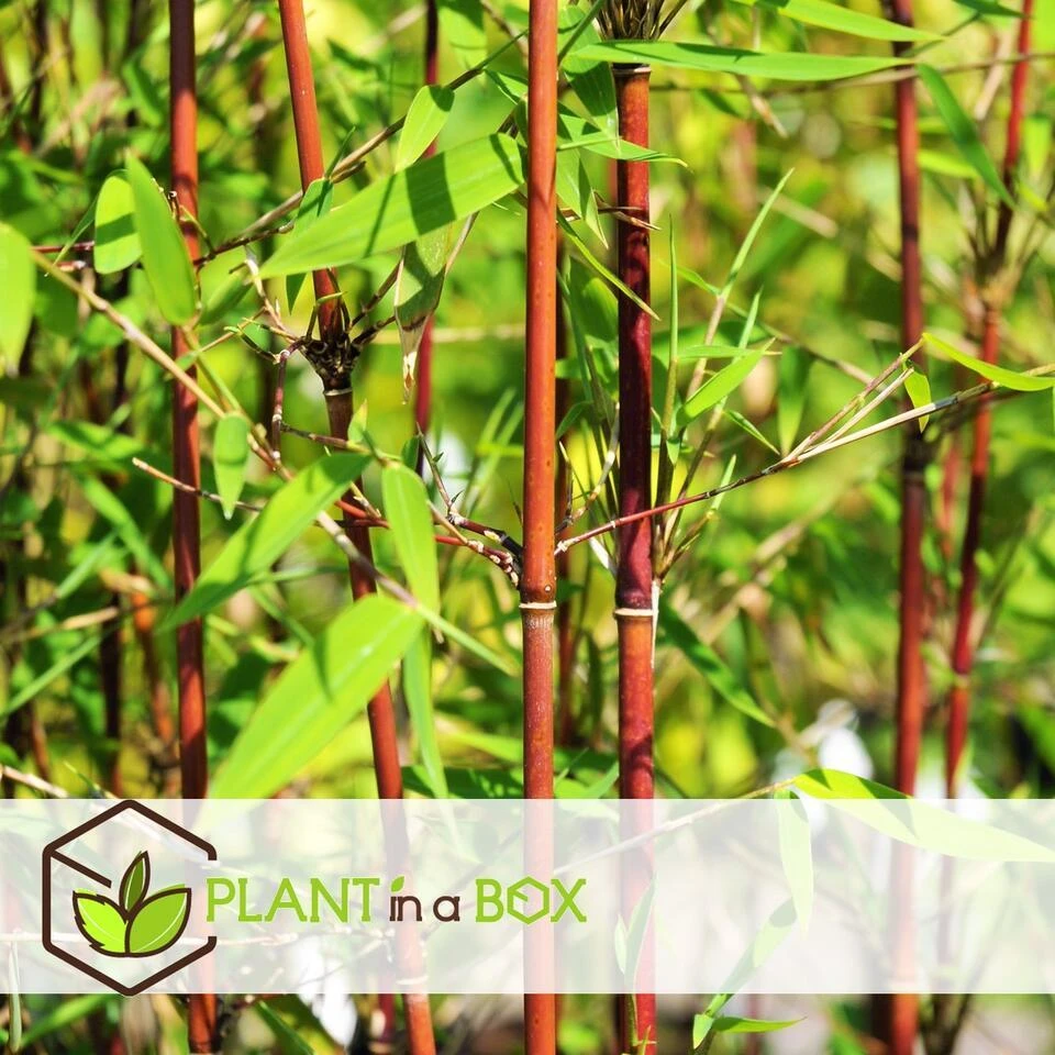 4 Fargesia Red Dragon - Niet Woekerende Rode Bamboe - Pot 17cm - Hoogte 60-80cm - Afbeelding 3