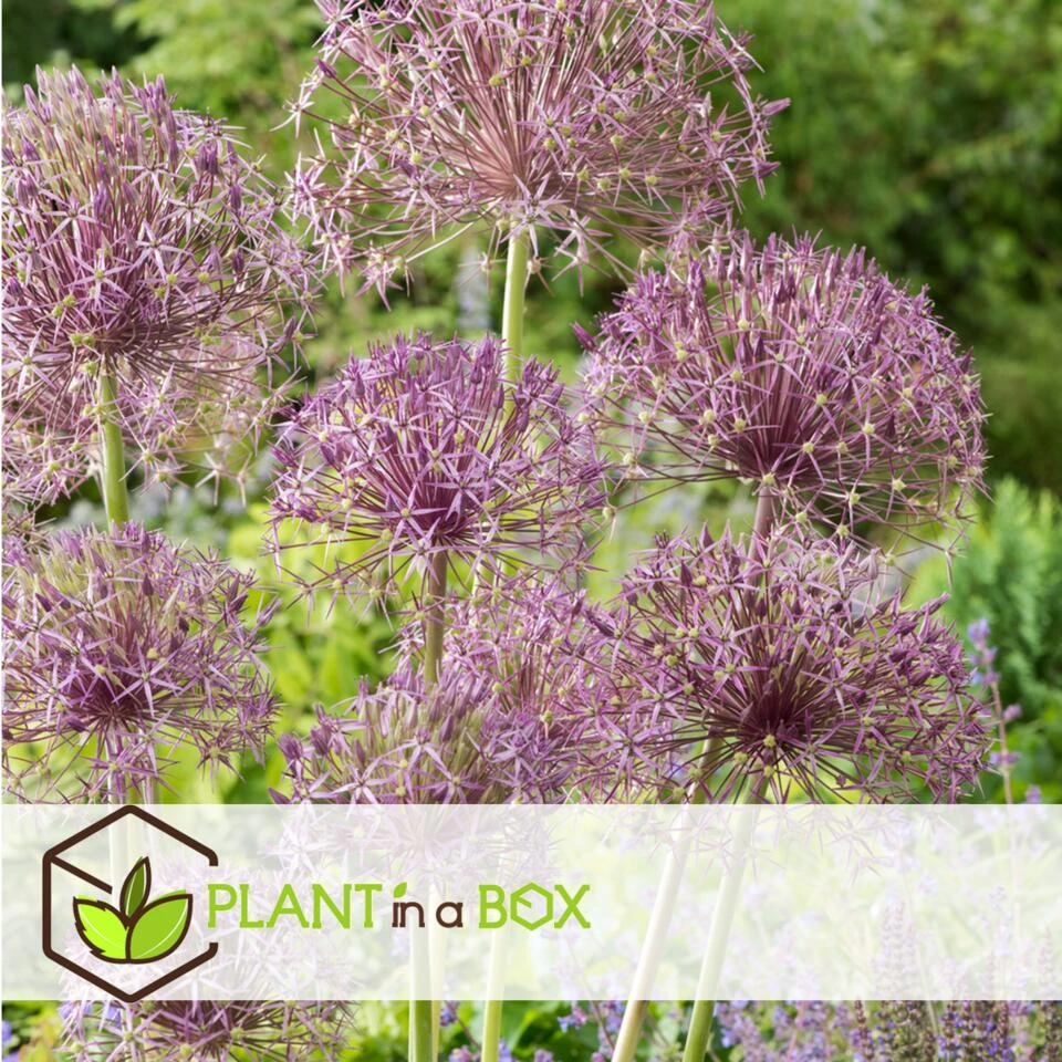 Allium Christophii X30 - Bloembollen - Sierui Paars - Afbeelding 4